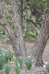 Betula nigra 'Cully'(HERITAGE) — photo 4